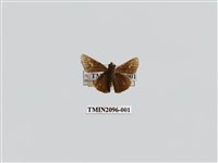 藏品(小稻弄蝶)的圖片